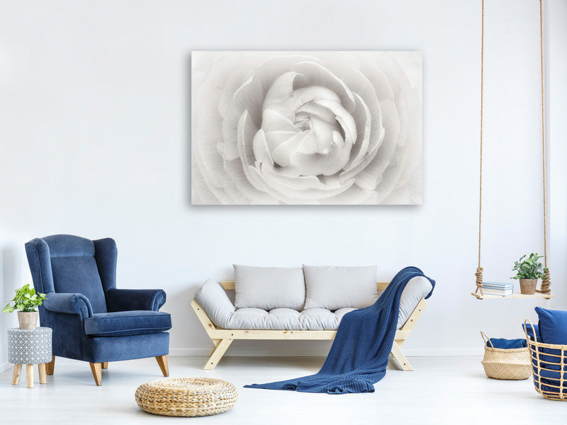 modern-4-piece-canvas-print-ranunculus