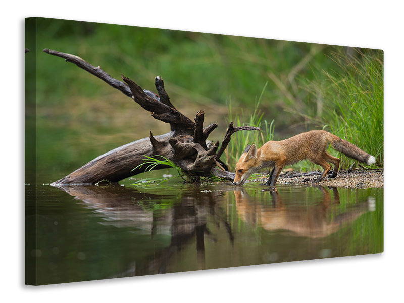 panoramic-3-piece-canvas-print-red-fox-ii