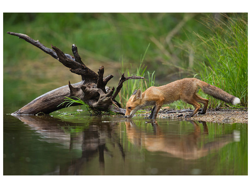 panoramic-3-piece-canvas-print-red-fox-ii