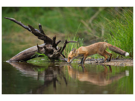 modern-4-piece-canvas-print-red-fox-ii