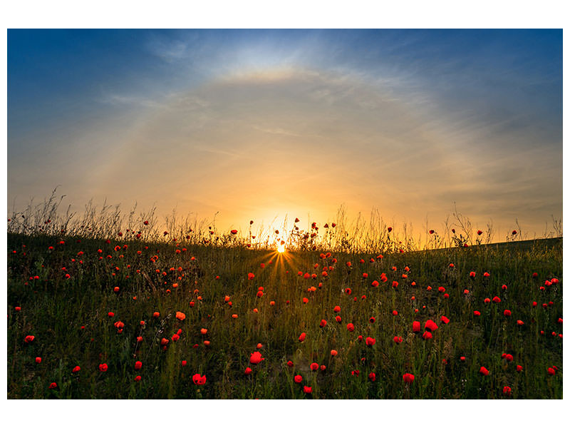 panoramic-3-piece-canvas-print-red-poppies-and-sunrise