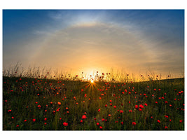 panoramic-canvas-print-red-poppies-and-sunrise