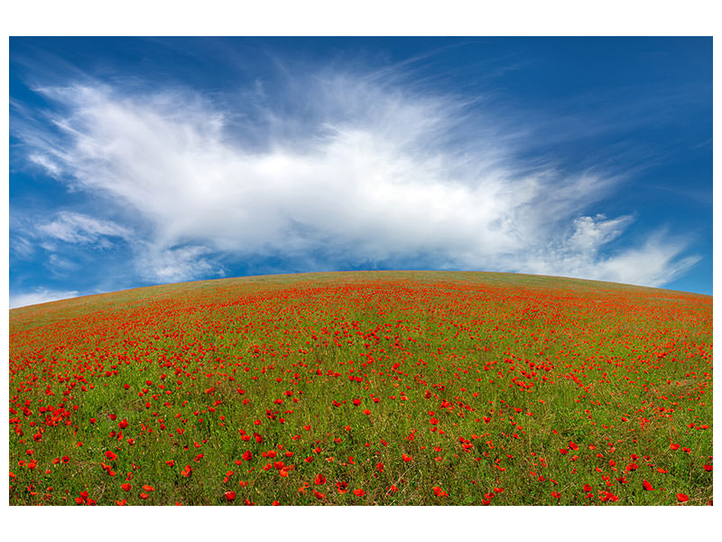 modern-3-piece-canvas-print-red-poppies