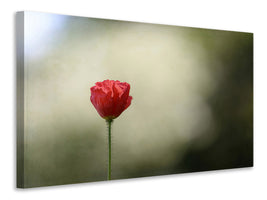 panoramic-canvas-print-red-poppy