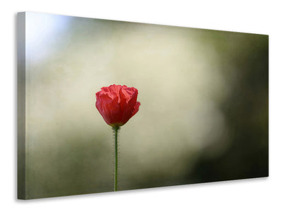 panoramic-canvas-print-red-poppy