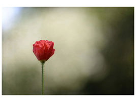 modern-3-piece-canvas-print-red-poppy