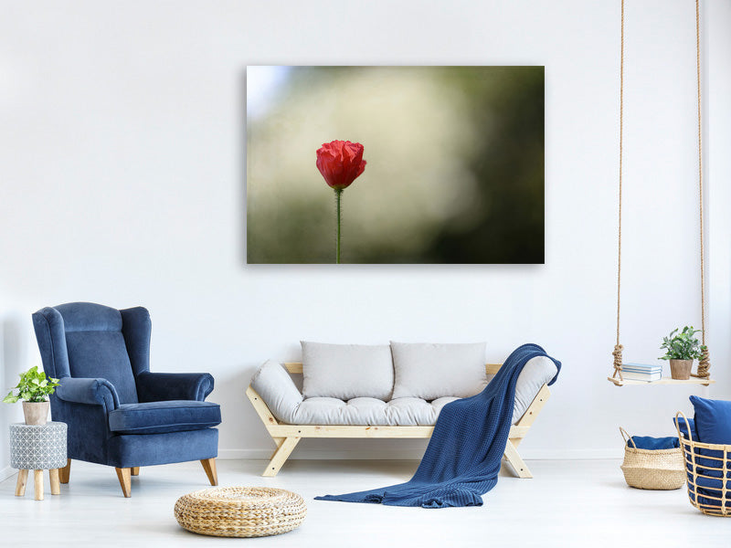modern-4-piece-canvas-print-red-poppy