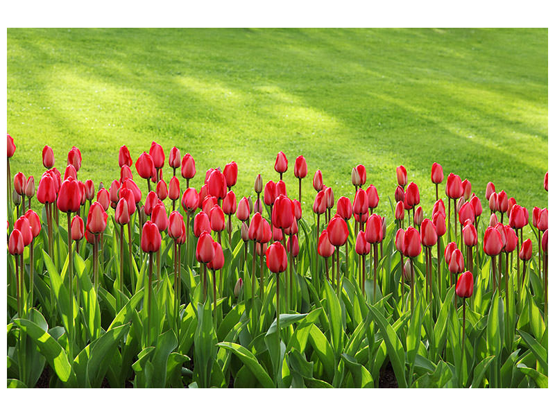 panoramic-canvas-print-red-tulip-field-in-the-sunlight