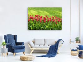 panoramic-canvas-print-red-tulip-field-in-the-sunlight