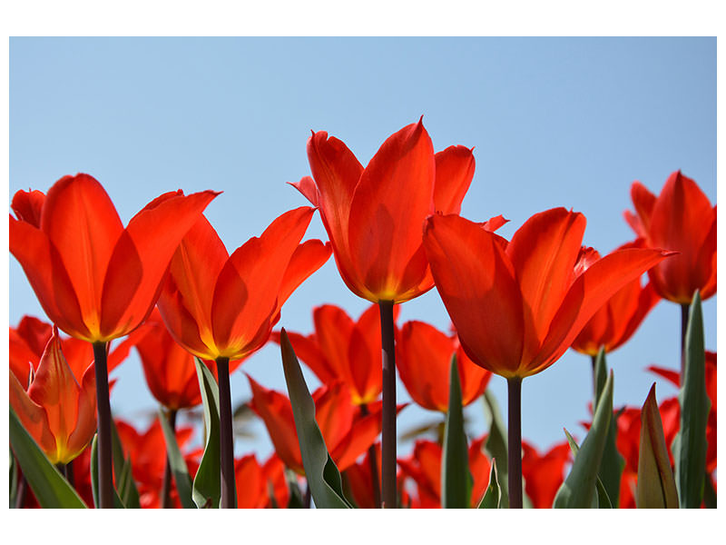 3-piece-canvas-print-red-tulips-xl