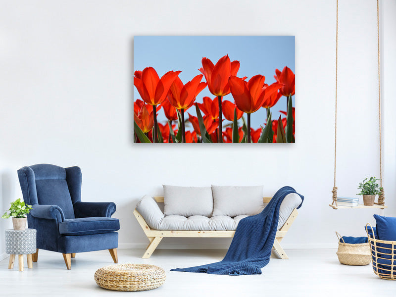 5-piece-canvas-print-red-tulips-xl