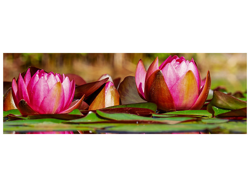 panoramic-3-piece-canvas-print-red-water-lily-trio