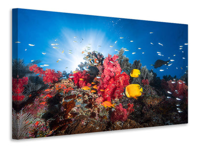 3-piece-canvas-print-reef-life