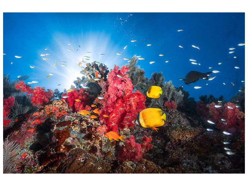 modern-3-piece-canvas-print-reef-life