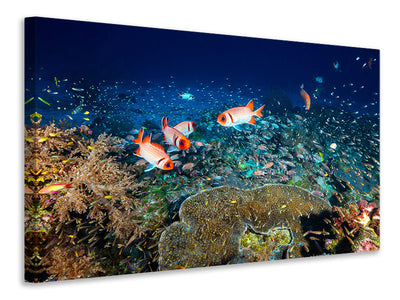 panoramic-3-piece-canvas-print-reef-lifeii