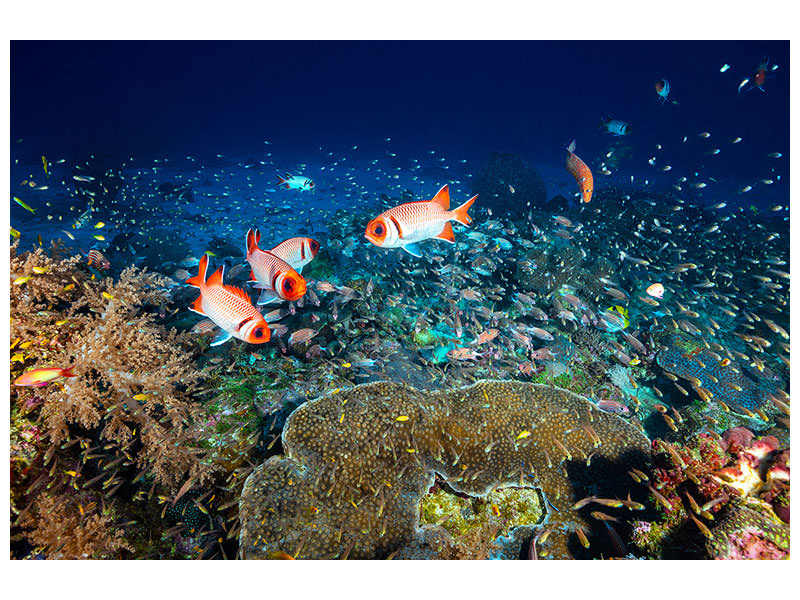 4-piece-canvas-print-reef-lifeii