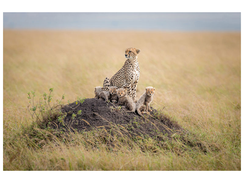 4-piece-canvas-print-regal-protector