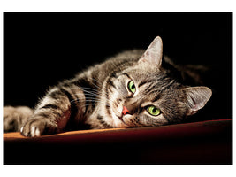modern-4-piece-canvas-print-relaxed-cat
