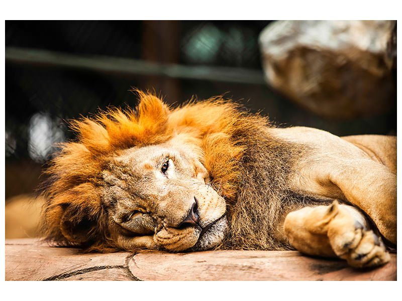 5-piece-canvas-print-relaxed-lion