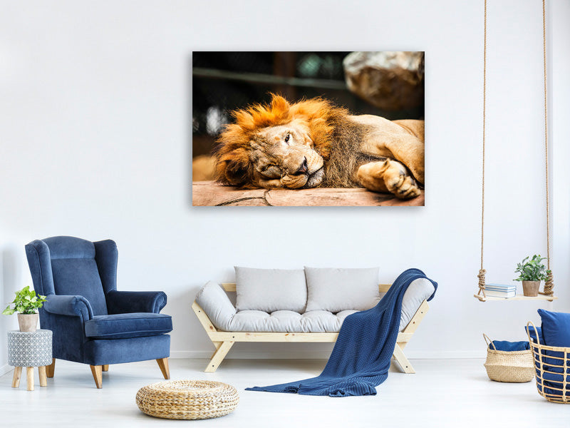 3-piece-canvas-print-relaxed-lion