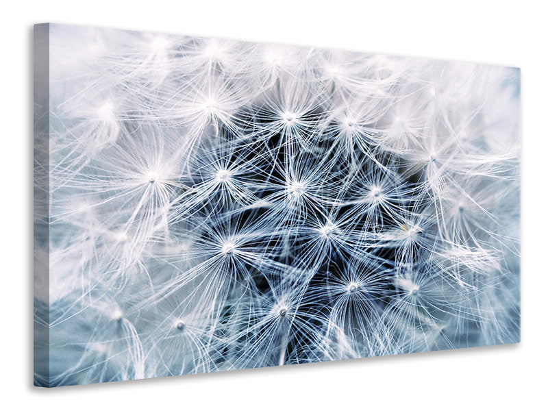 panoramic-canvas-print-ripe-dandelion-close-up