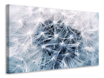 3-piece-canvas-print-ripe-dandelion-close-up