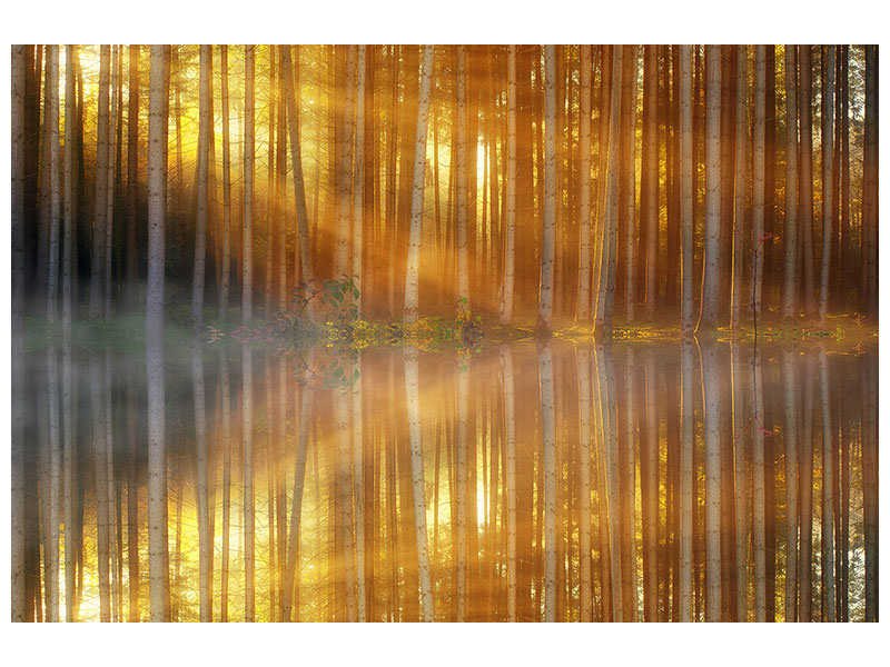 modern-4-piece-canvas-print-romantic-mood-in-the-forest