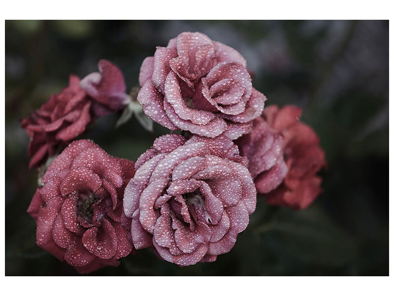 modern-4-piece-canvas-print-romantic-roses