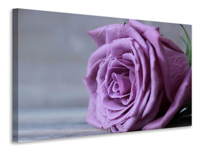 panoramic-3-piece-canvas-print-rose-in-purple-xxl
