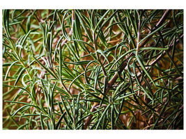 4-piece-canvas-print-rosemary-xxl