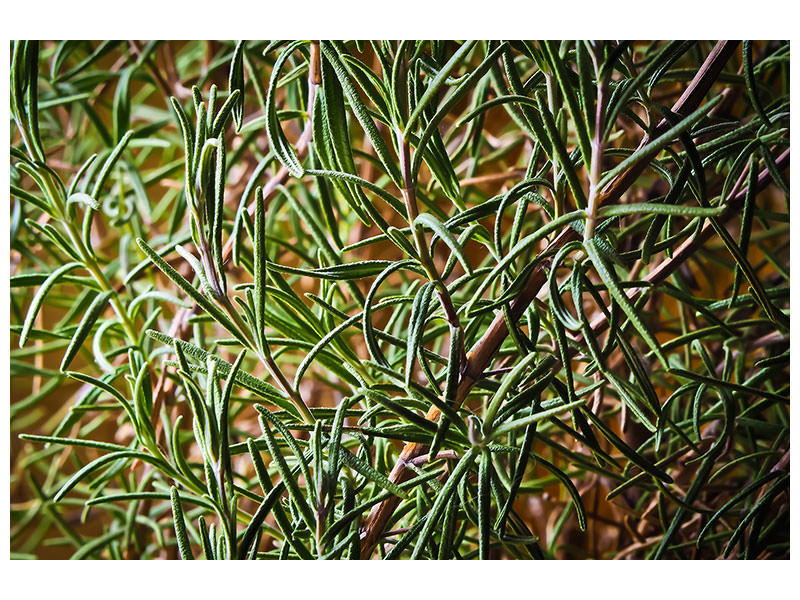 panoramic-canvas-print-rosemary-xxl