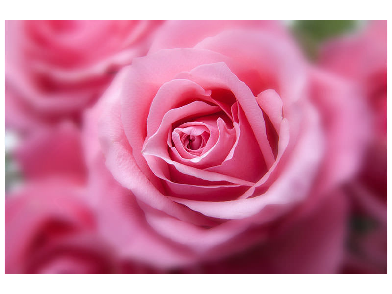 panoramic-3-piece-canvas-print-roses-macro