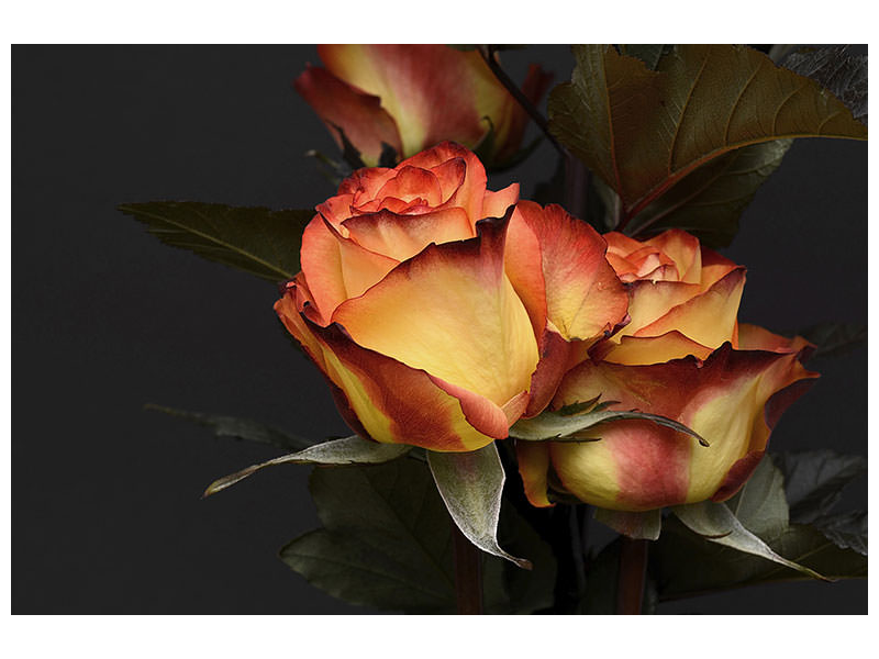 modern-4-piece-canvas-print-roses-of-the-romance