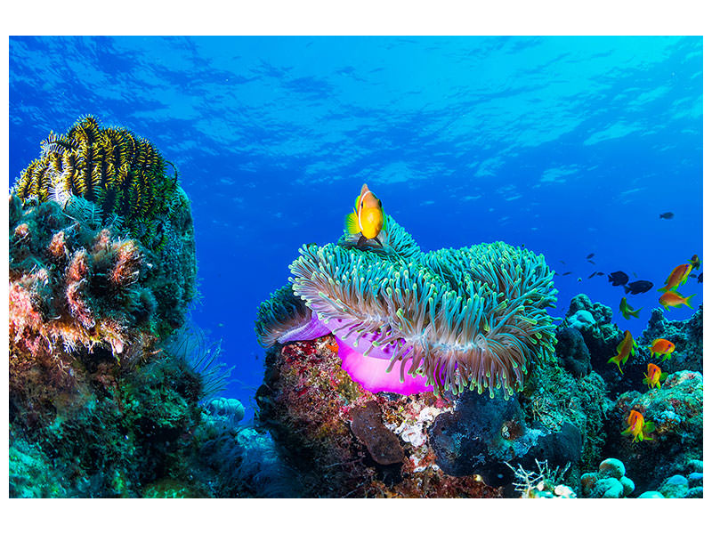 panoramic-3-piece-canvas-print-sea-life