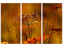 canvas-print-seeds