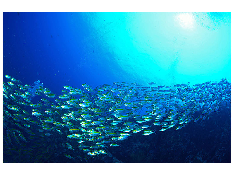 5-piece-canvas-print-shoal-of-fish