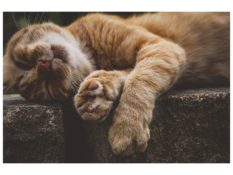 3-piece-canvas-print-sleeping-cat
