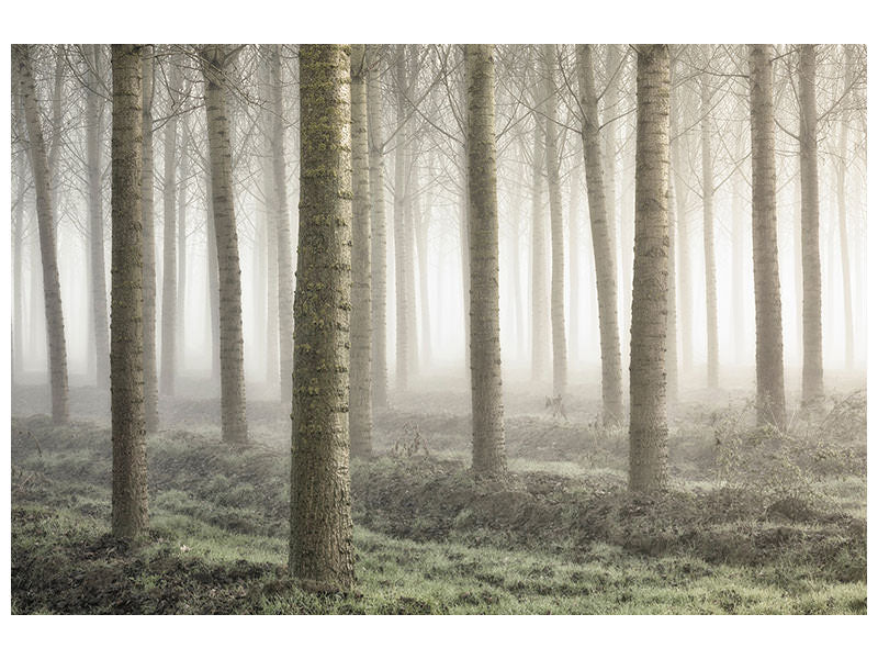 panoramic-3-piece-canvas-print-small-woodland