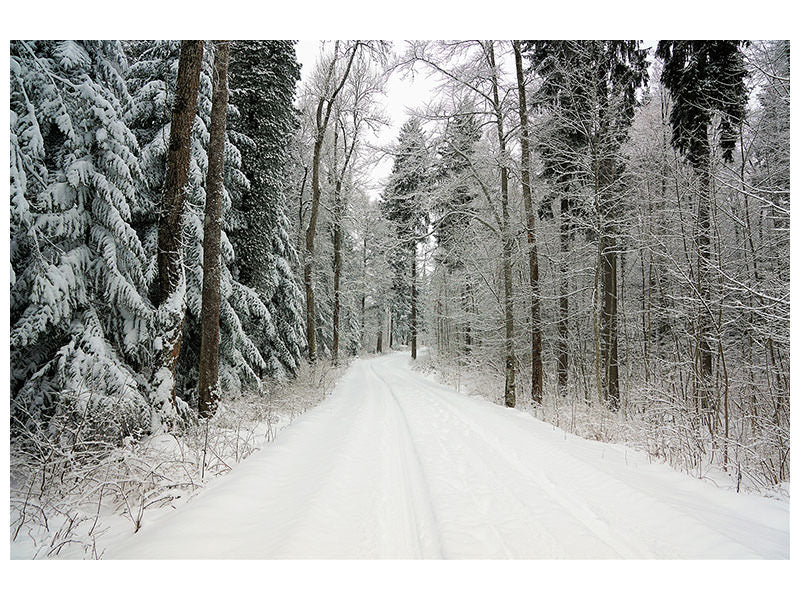 3-piece-canvas-print-snow-in-the-forest