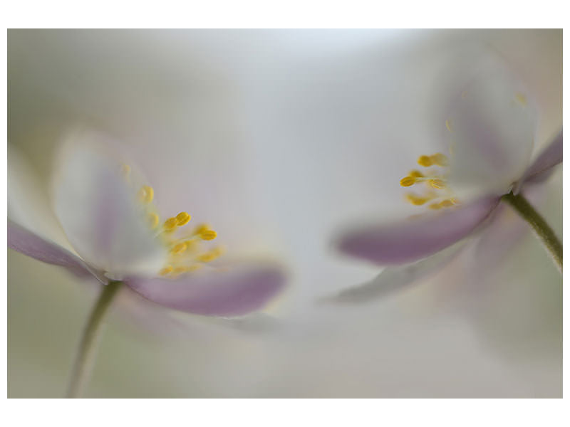 5-piece-canvas-print-soft-whispering