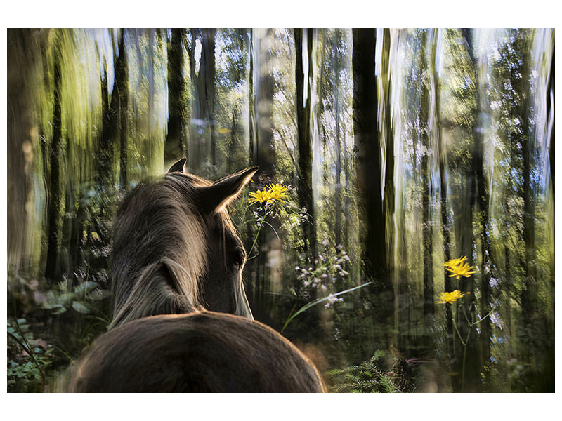 4-piece-canvas-print-sound-are-forest