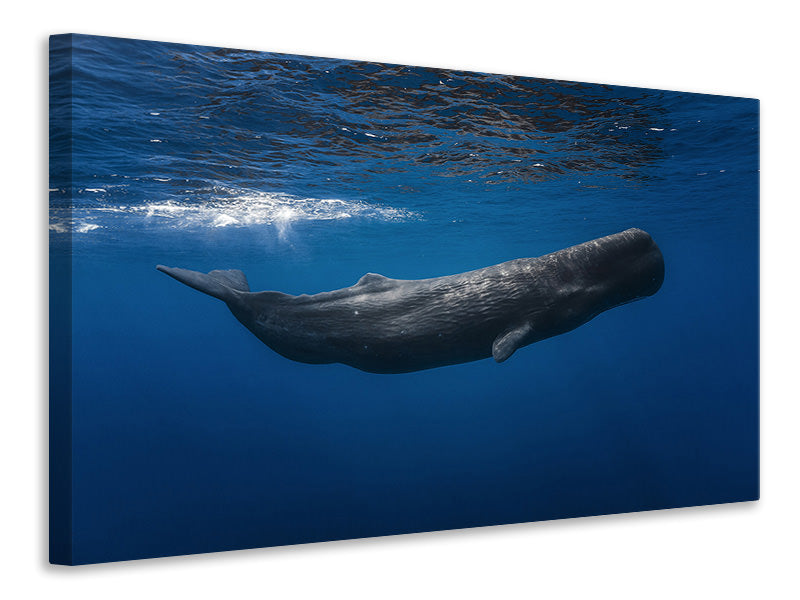 panoramic-3-piece-canvas-print-sperm-whale