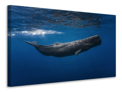panoramic-canvas-print-sperm-whale