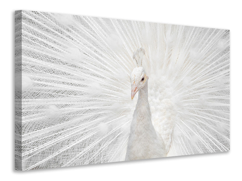 modern-3-piece-canvas-print-splendid-whitie