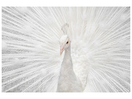 4-piece-canvas-print-splendid-whitie
