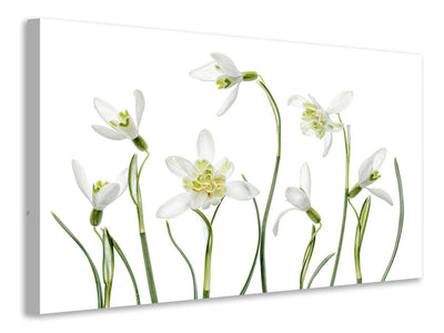 modern-4-piece-canvas-print-spring-snowdrops