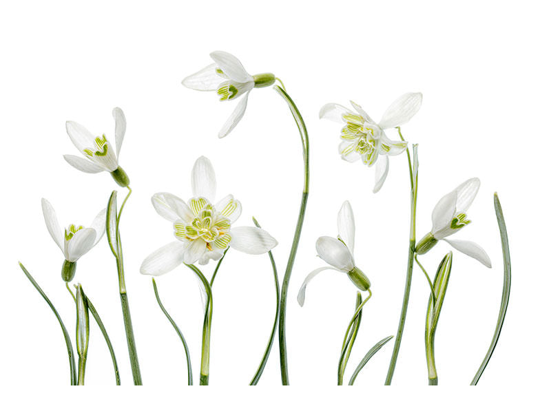 panoramic-3-piece-canvas-print-spring-snowdrops