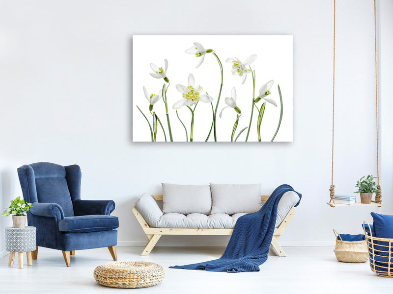 4-piece-canvas-print-spring-snowdrops
