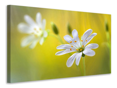 modern-4-piece-canvas-print-stitchwort-ii