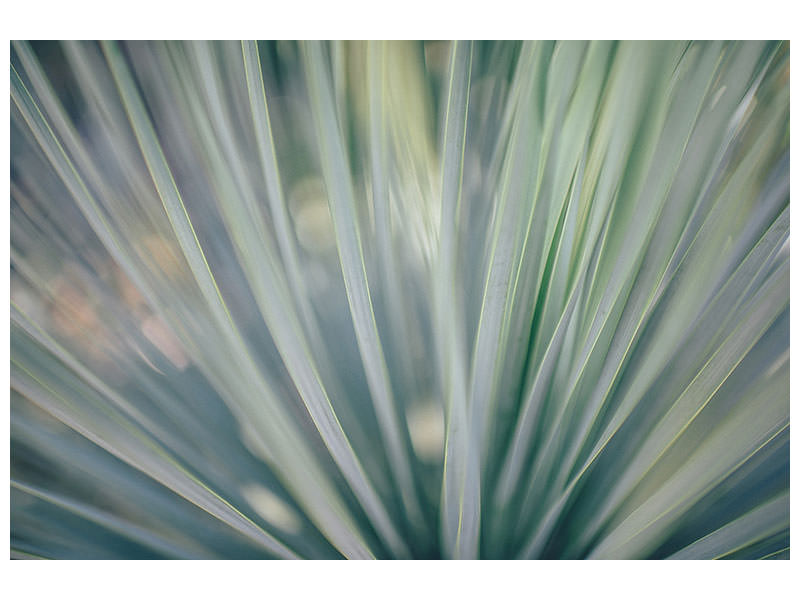 panoramic-3-piece-canvas-print-strip-of-plant